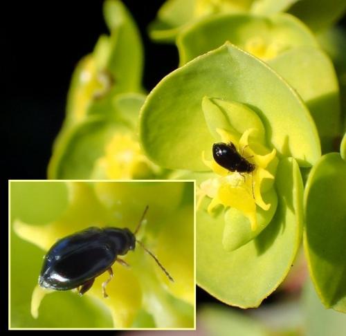 Réf. 222 808 : Aphthona sp.